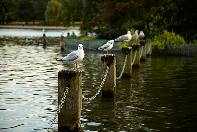 16.09.2011, Hyde Park, Londra