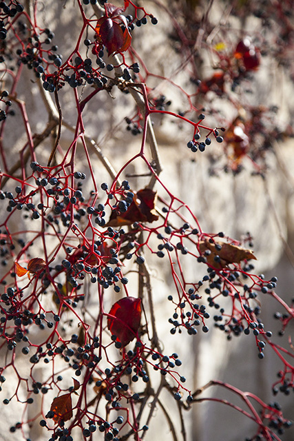Fotoğraf: Özlem Mengilibörü