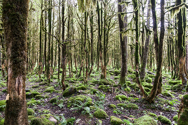 Şimşir Ormanı, Fırtına Vadisi (hasta ağaçlar) | Canon EOS 5dmkII, ISO 800, f/4, 1/50 sn., 24-105@24 mm | Fotoğraf: Can Mengilibörü