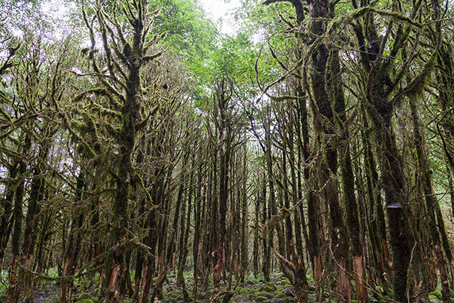 Şimşir Ormanı, Fırtına Vadisi (hasta ağaçlar) | Canon EOS 5dmkII, ISO 800, f/4, 1/160 sn., 24-105@24 mm | Fotoğraf: Can Mengilibörü