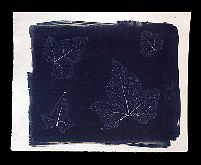 Cyanotype Photogram