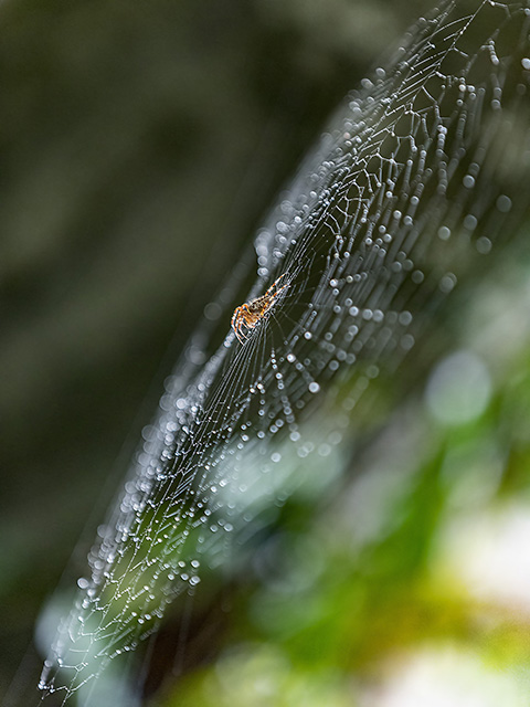 Akliman, Hamsilos, Sinop | Canon 5D Mark IV 24-105mm | Fotoğraf: Can Mengilibörü