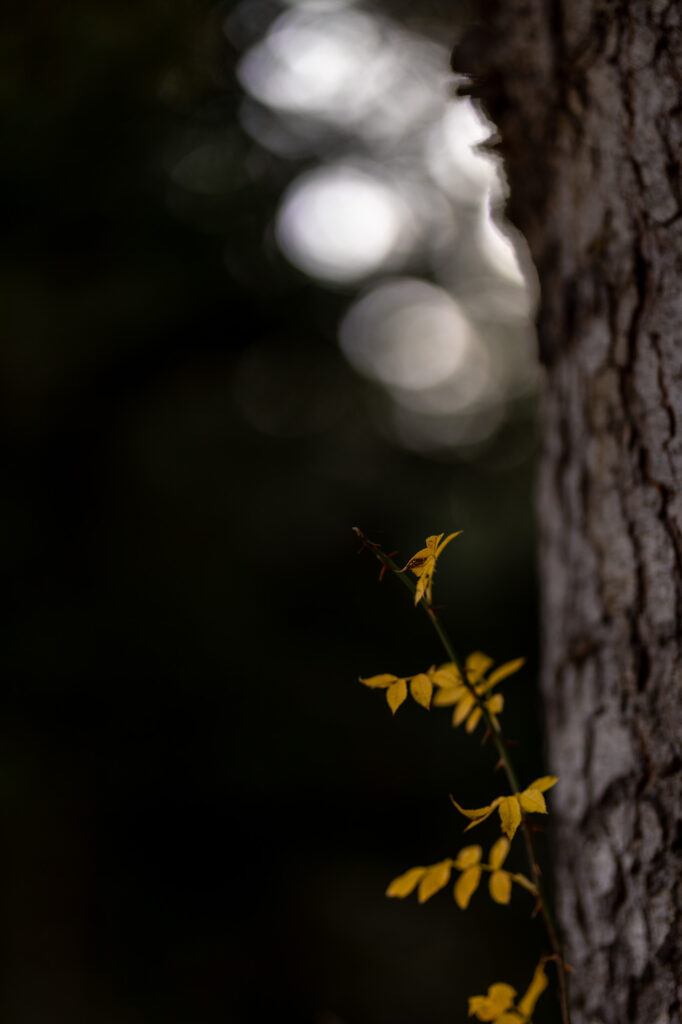 Fotoğraf: Can Mengilibörü, Ilgaz