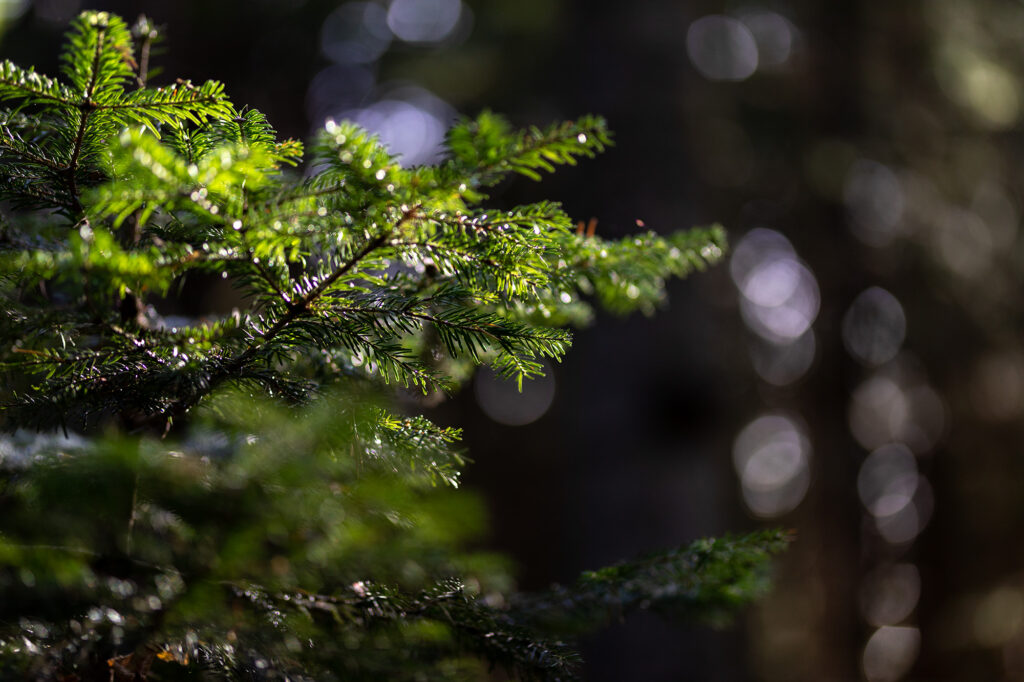 Fotoğraf: Can Mengilibörü, Ilgaz