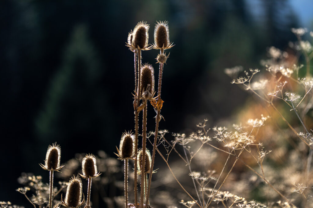 Fotoğraf: Can Mengilibörü, Ilgaz