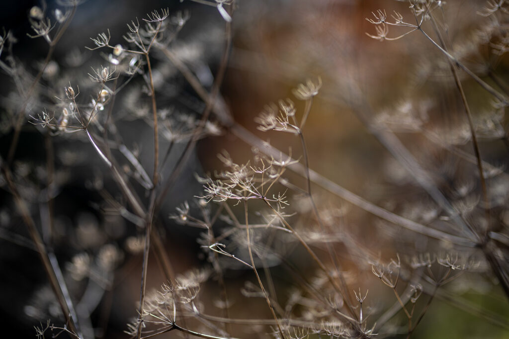 Fotoğraf: Can Mengilibörü, Ilgaz