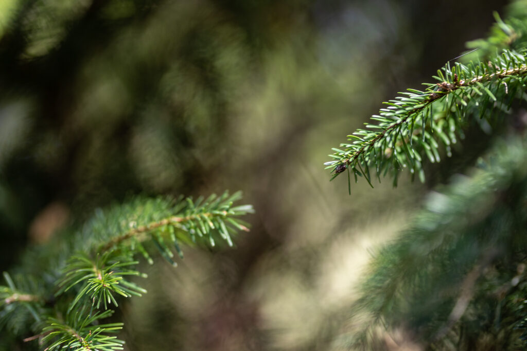 Fotoğraf: Can Mengilibörü, Ilgaz