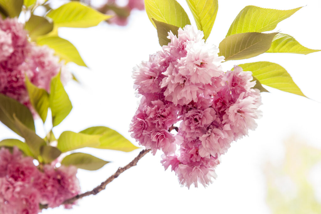 Fotoğraf: Özlem Mengilibörü
