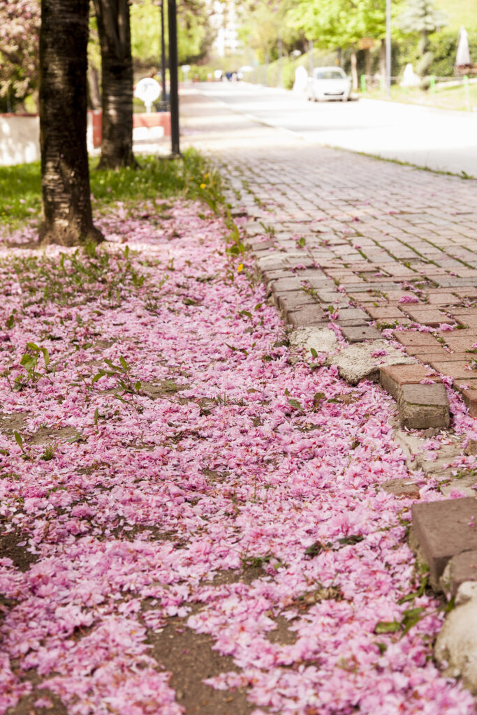 Fotoğraf: Özlem Mengilibörü