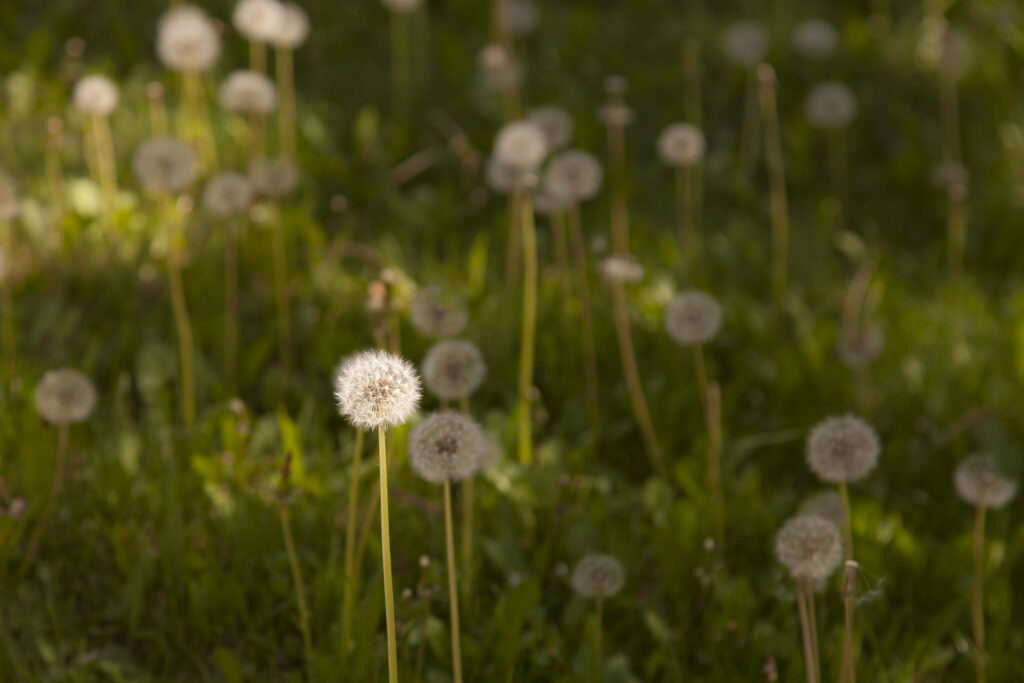 Fotoğraf: Özlem Mengilibörü