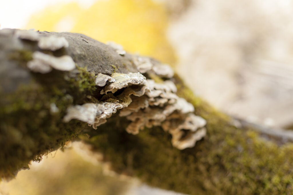 Fotoğraf: Özlem Mengilibörü, Kastamonu