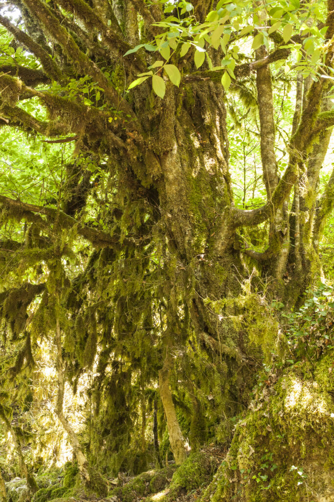 Fotoğraf: Özlem Mengilibörü, Kastamonu