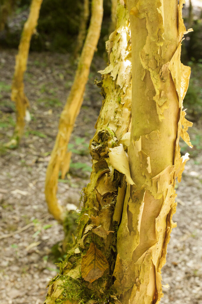 Fotoğraf: Özlem Mengilibörü, Kastamonu