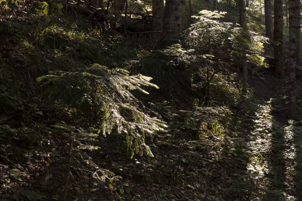 Fotoğraf: Özlem Mengilibörü, Kastamonu