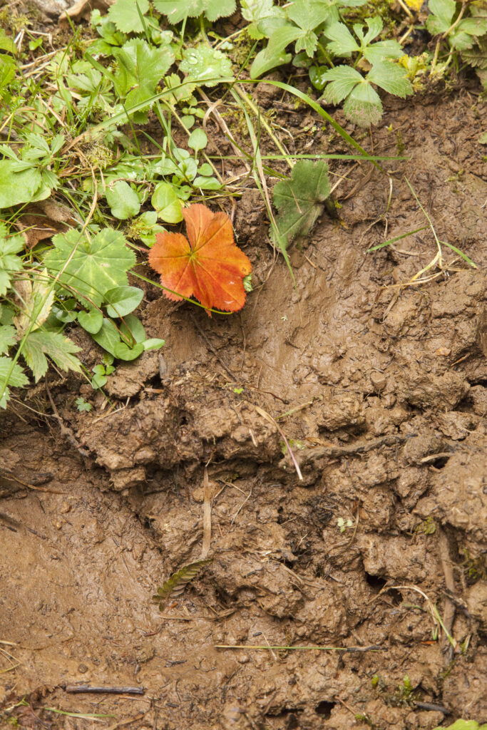 Fotoğraf: Özlem Mengilibörü, Gito Yaylası