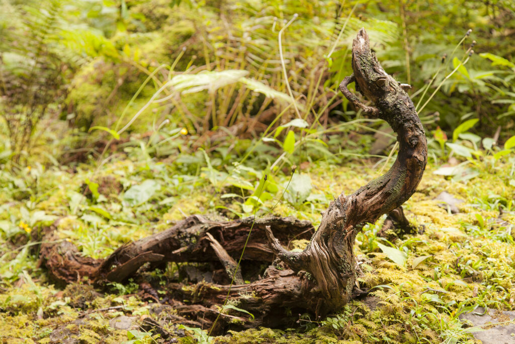 Fotoğraf: Özlem Mengilibörü, Gito Yaylası