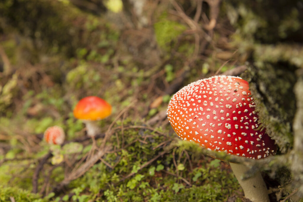 Fotoğraf: Özlem Mengilibörü, Gito Yaylası