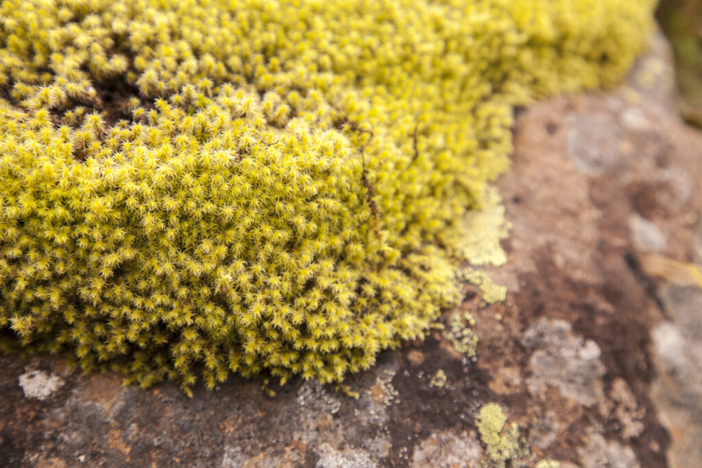 Fotoğraf: Özlem Mengilibörü, Gito Yaylası