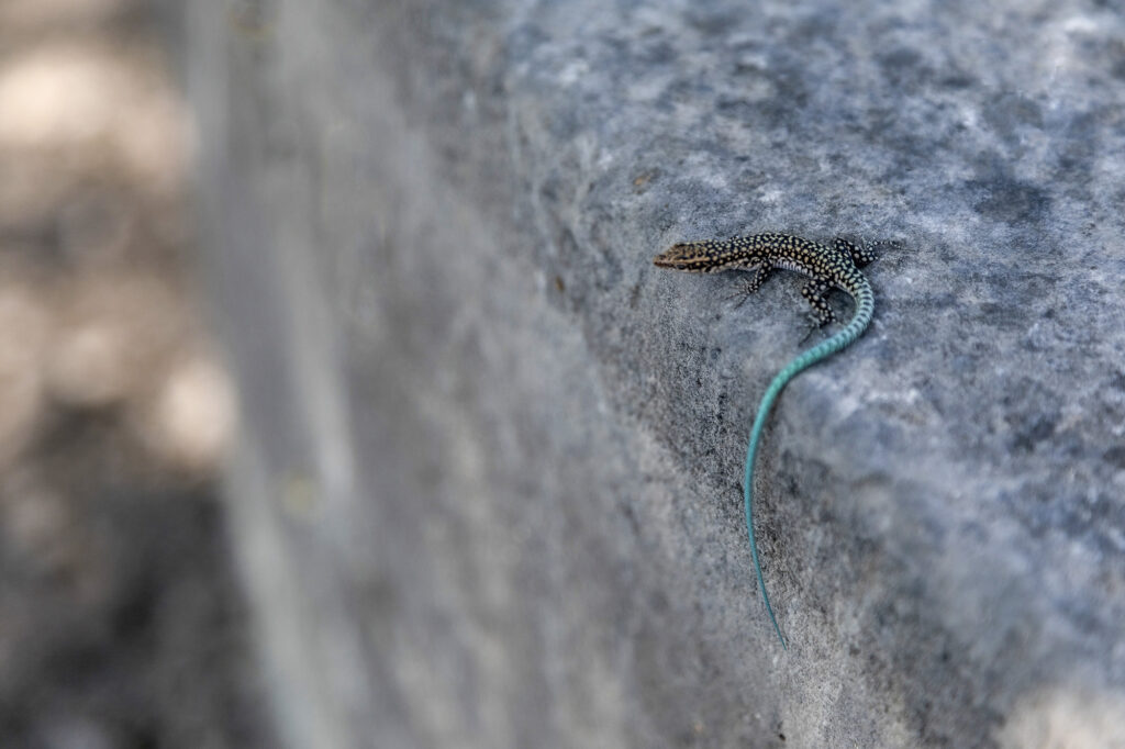 Fotoğraf: Özlem Mengilibörü, Kaunos