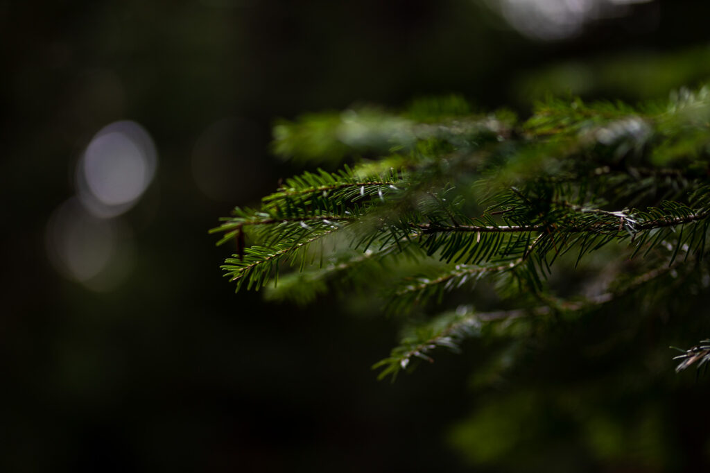 Fotoğraf: Can Mengilibörü, Ilgaz
