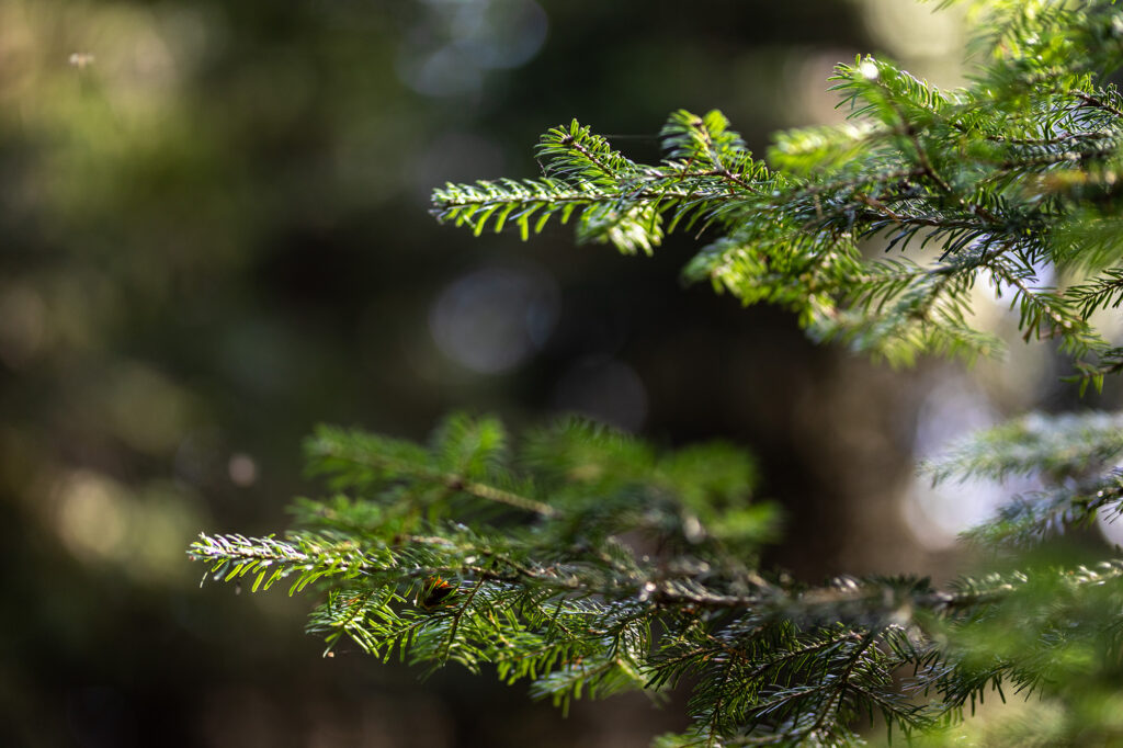 Fotoğraf: Can Mengilibörü, Ilgaz