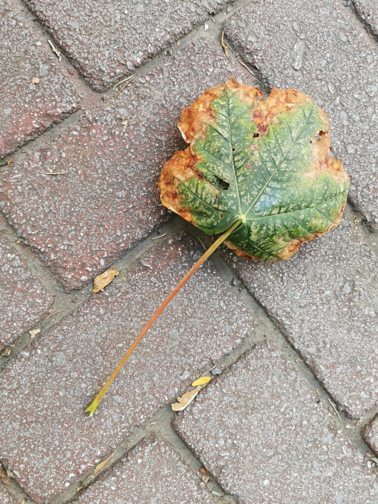 Fotoğraf: Can Mengilibörü, Fotoğraflar 4